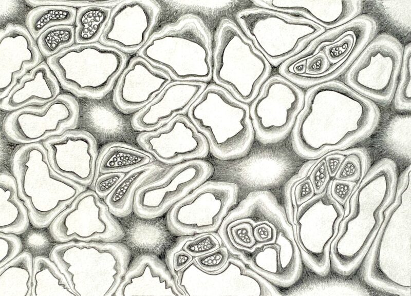 Impossible Biology: Cells of Sorts
